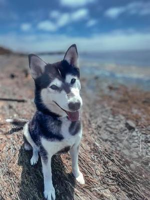 CHARM, Husky, adult, available for adoption