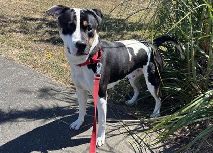 PETER, Pit Bull Terrier, adult, available for adoption