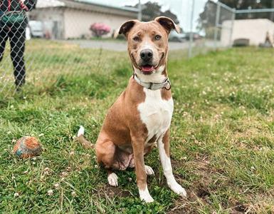 ANDROMEDA, Pit Bull Terrier, young, available for adoption