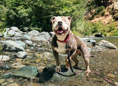 KETCHUP, Pit Bull Terrier / Australian Cattle Dog/Blue Heeler, adult, available for adoption