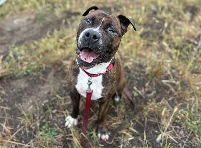 CORNELIUS, Pit Bull Terrier, adult, available for adoption