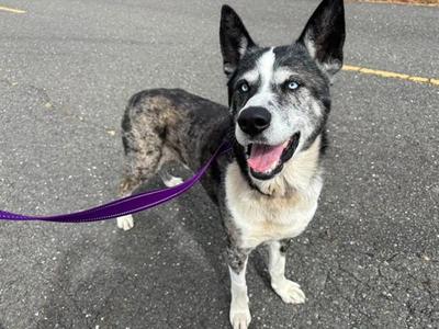 A black and white dog with blue eyes is standing on a paved surface, wearing a purple leash. The dog has a happy expression with its mouth open and tongue out.