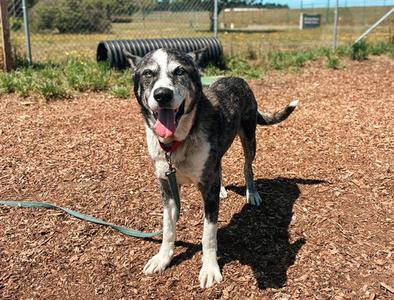 BLUE, Akita, senior, available for adoption
