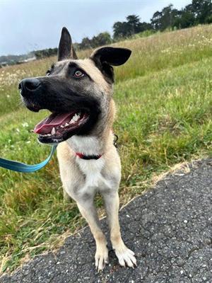 DAHLIA, Belgian Shepherd Malinois, adult, available for adoption