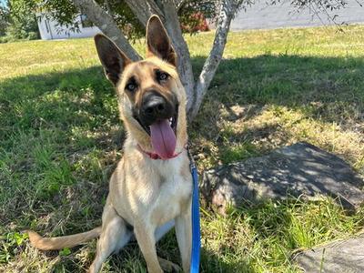 DOZER, German Shepherd Dog, young, available for adoption