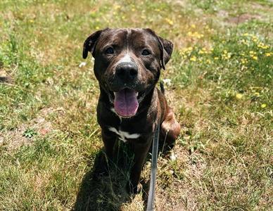 CAPTAIN, Pit Bull Terrier, adult, available for adoption