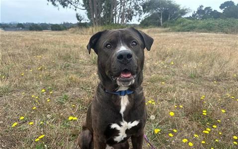 CAPTAIN, Pit Bull Terrier, adult, available for adoption