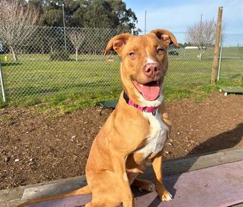 FERRARI, Labrador Retriever, adult, available for adoption