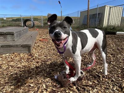 AXEL, Pit Bull Terrier, adult, available for adoption