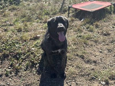 A black dog with a pink tongue sticking out, sitting on a patch of grass and dirt.