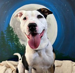 PARKER, Pit Bull Terrier, adult, available for adoption