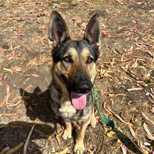 SCARLETT, German Shepherd Dog, adult, available for adoption