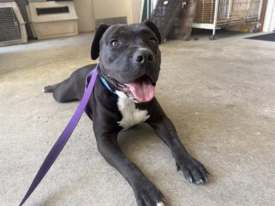 MOOKIE, Pit Bull Terrier, adult, available for adoption