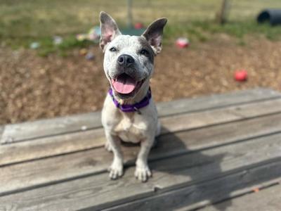 EDEN, Pit Bull Terrier, young, available for adoption