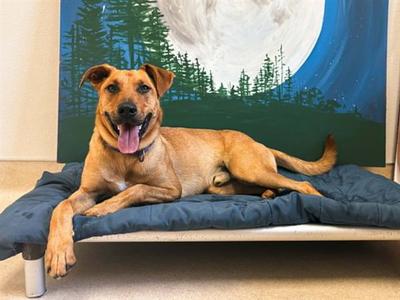 GRAHAM, Labrador Retriever, adult, available for adoption