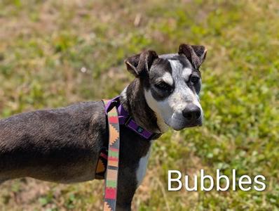 BUBBLES, Siberian Husky, young, available for adoption