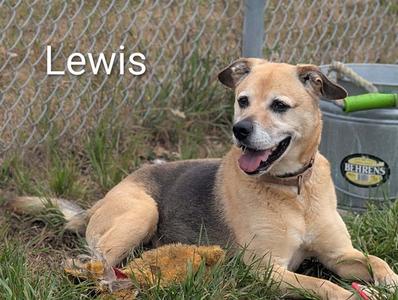 A dog named Lewis lying on the grass with a green bucket in the background.