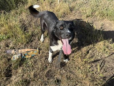 CASEY, Border Collie / Labrador Retriever, adult, available for adoption