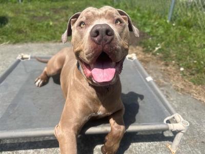 BRICE, Pit Bull Terrier, senior, available for adoption