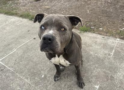 A gray pit bull with a white chest patch standing on a concrete surface, looking up at the camera.