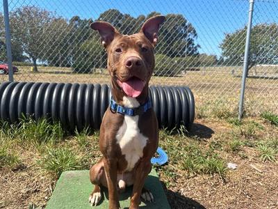 BROOKS, Pit Bull Terrier, adult, available for adoption