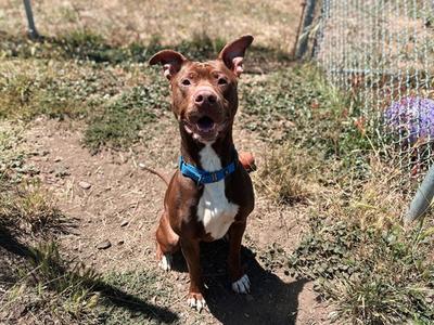 BROOKS, Pit Bull Terrier, adult, available for adoption