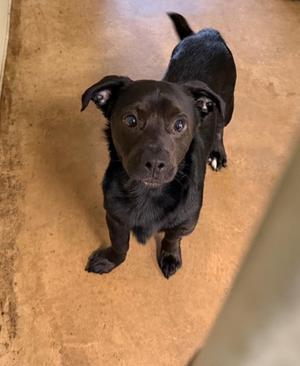 61837600, Patterdale Terrier Mix, adult, available for adoption
