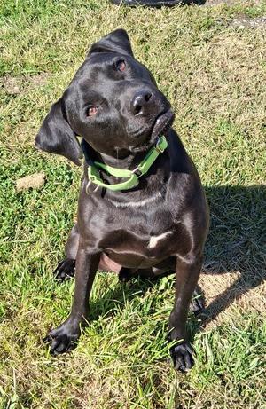 Waffles (has video), Black Labrador Retriever, young, available for adoption