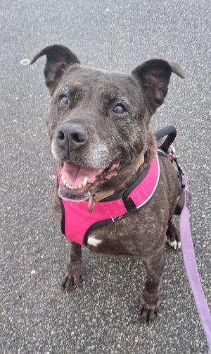 A brown dog with a pink harness and leash, standing on a paved surface.