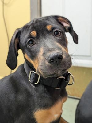 Puppy Cider, Hound / Doberman Pinscher, young, available for adoption