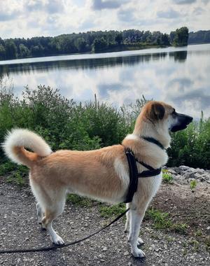 Buck, German Shepherd Dog / Great Pyrenees, adult, available for adoption