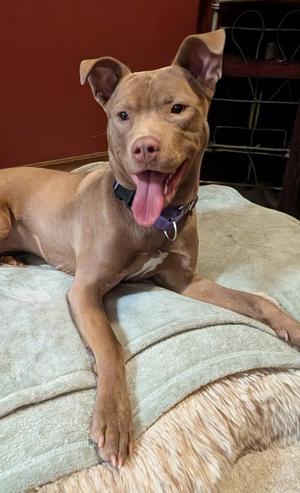 Adorable Maisy, American Pit Bull Terrier / Husky, young, available for adoption