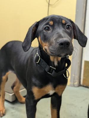 Puppy Aspen, Hound / Doberman Pinscher, young, available for adoption