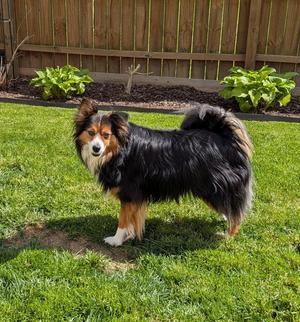 Chippy Special Needs, Shetland Sheepdog Sheltie, adult, available for adoption