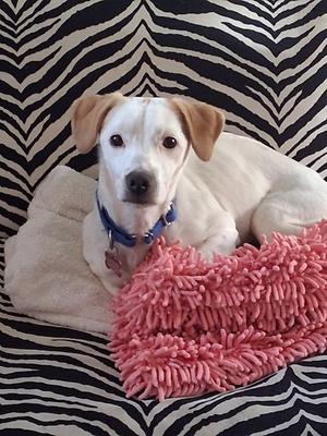 Sweet Shivers, Dachshund, adult, available for adoption