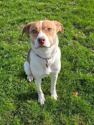 Amy, Australian Shepherd / Boxer, young, available for adoption