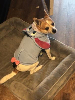 Bruiser, Jack Russell Terrier, adult, available for adoption