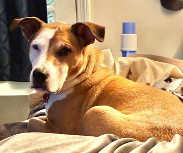 Molly, Hound / Terrier, senior, available for adoption