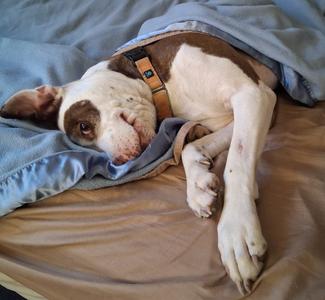 A brown and white dog lying on a bed, partially covered by a blue blanket.