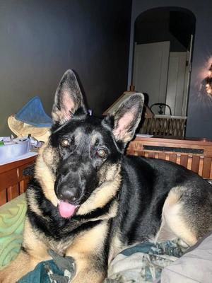 Estelle, German Shepherd Dog, adult, available for adoption