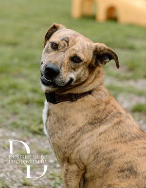 A brindle dog with a black collar sitting on grass, looking towards the camera.