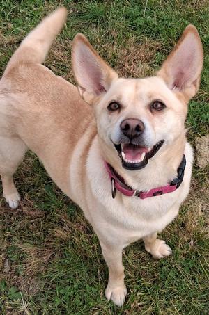 Bonnie, Corgi / Shetland Sheepdog Sheltie, adult, available for adoption