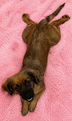 Cuddle Bug Dizzy, Dachshund, adult, available for adoption