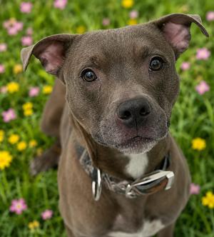 **COURTESY POST** Rick, American Pit Bull Terrier, young, available for adoption