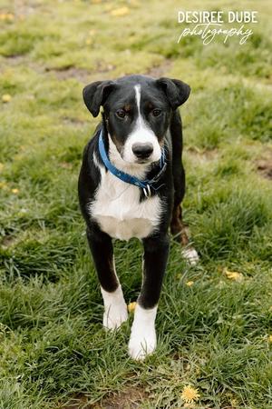 Joey Puppy, Black Labrador Retriever / Australian Shepherd, young, available for adoption