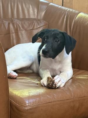 Puppy Nellie, German Shorthaired Pointer, puppy, available for adoption
