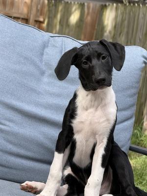 Puppy Hank, German Shorthaired Pointer, puppy, available for adoption