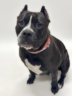 A black dog with a white patch on its chest and a white stripe on its face, wearing a red collar, sitting on a white background.