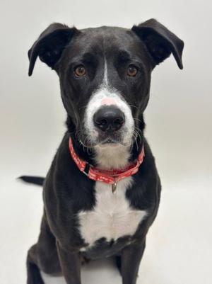 LOUIE, Border Collie, adult, available for adoption