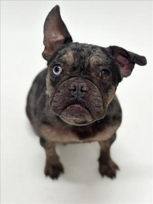 A close-up of a black French bulldog with large ears and expressive eyes, looking directly at the camera.